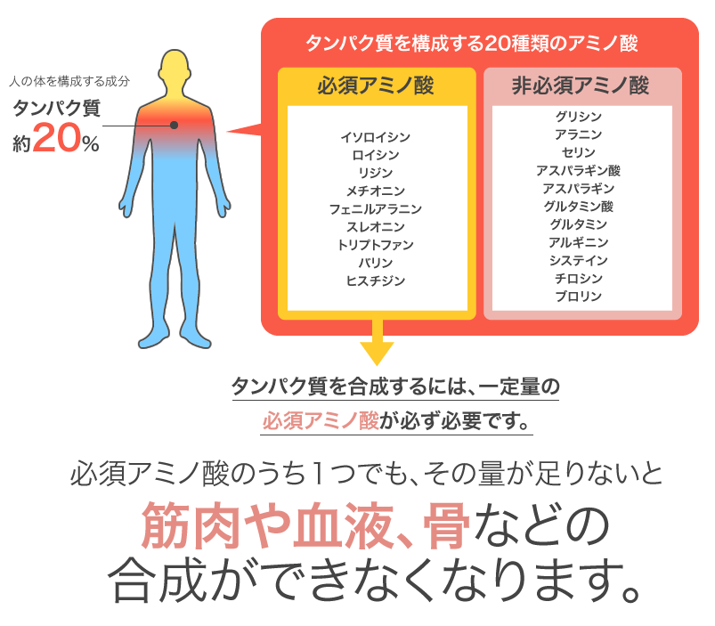 タンパク質を合成するには、一定量の必須アミノ酸が必ず必要です。必須アミノ酸のうち１つでも、その量が足りないと筋肉や血液、骨等の合成ができなくなります。